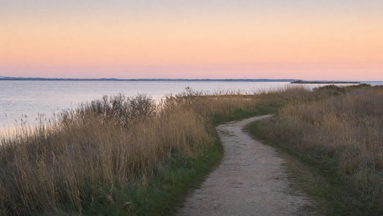 Chemin au bord de l'étang près de Frontignan, roseaux et lumière rose du soir (illustration)